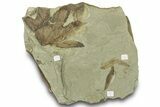 Fossil Leaf Plate - Green River Formation, Utah #323389-1